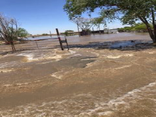 Flooded area with trees